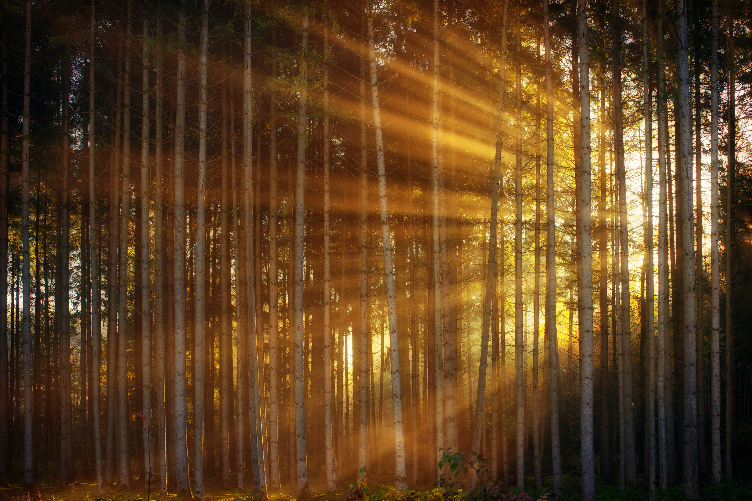 Sun Rays on Pine Forest